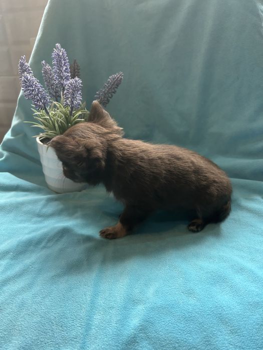Chihuahua długowłosy czekoladowy piesek