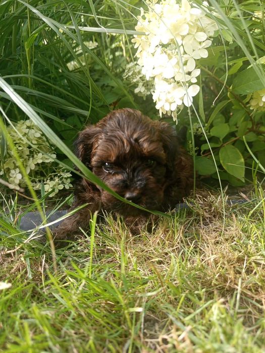 Maltipoo/Hawapoo f1 cudny chłopczyk