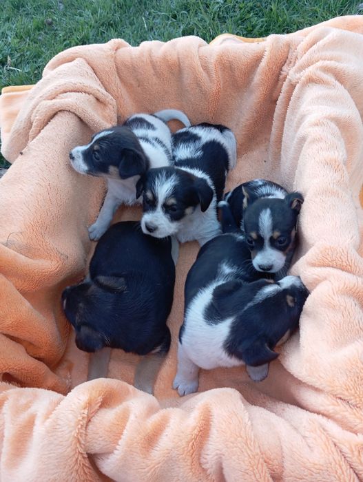Szczeniaki kundelki