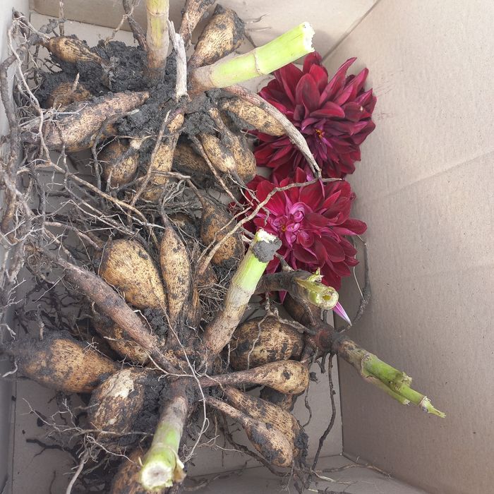 Жоржини георгіни