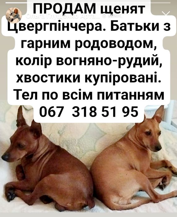 Гарным родоводом