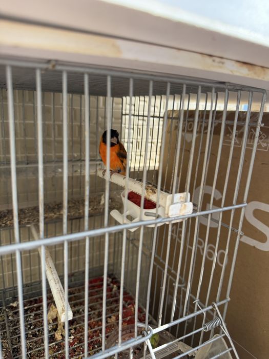 Vendo megellanicus/ tarim venezuela/ mestico de tarim 3 machos/ casal de canarios trimbado