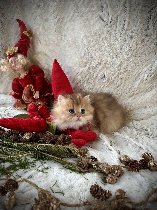 Котик аристократ золота британська шиншила