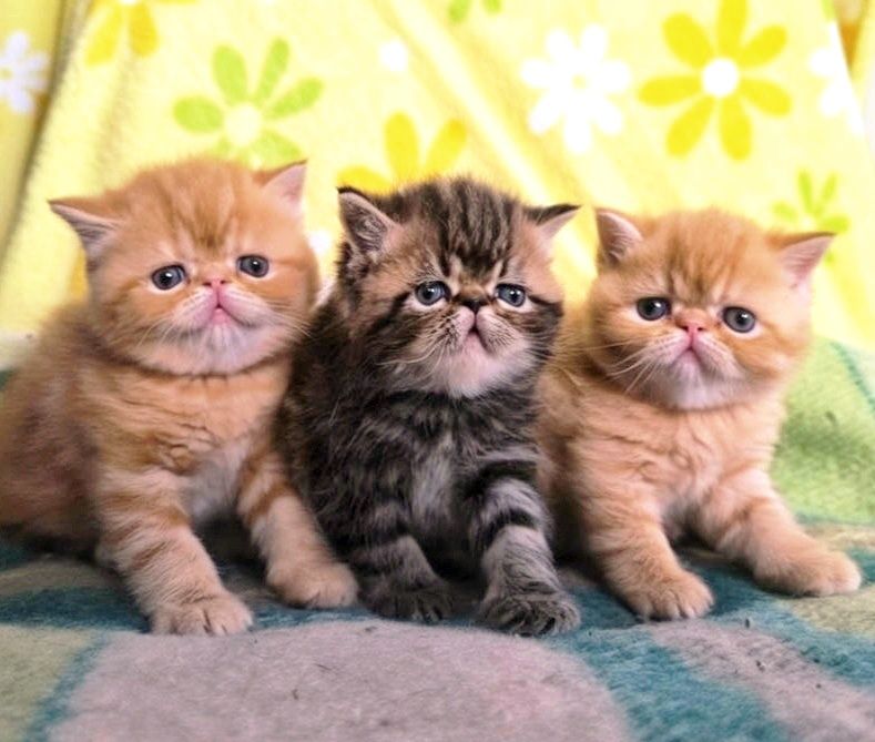 Кошенята Екзоти / Котята Экзоты