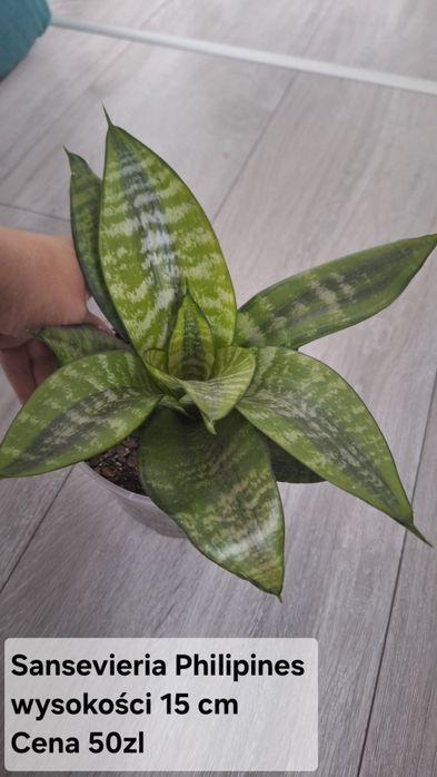 Sansevieria Philipines