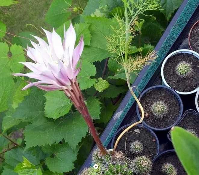 Kaktus który pięknie zakwitnie