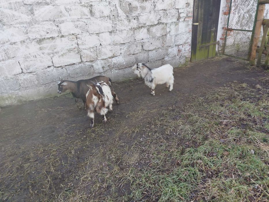 kozki miniaturowe /karłowate/ jeden plus dwie