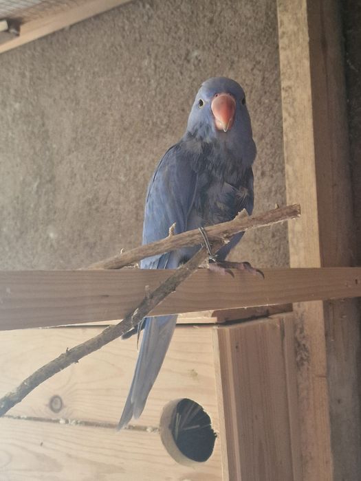 Ring neck para venda