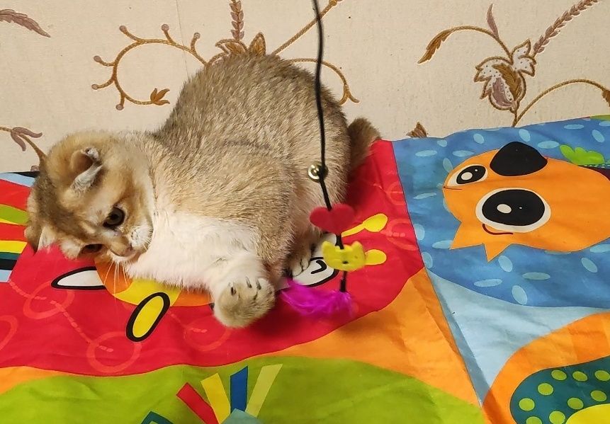 Золота шиншила - висловуха дівчинка