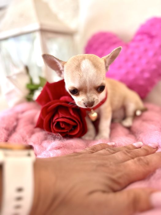 Śliczna malutka suczka chihuahua