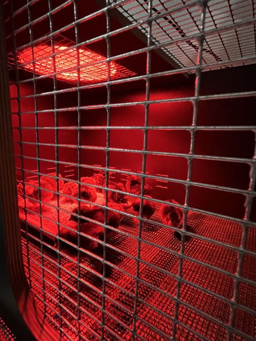 Criadeira - Incubadora Pintos primeiros dias