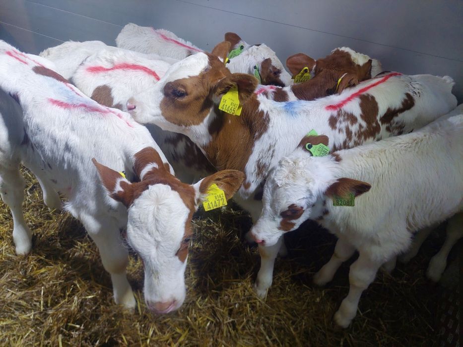 Sikórz byczki miesne cieleta