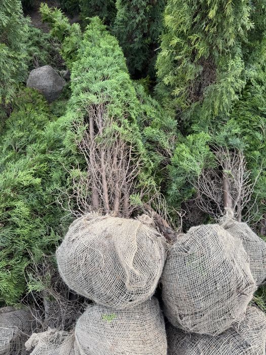 Thuja Smaragd Tuja Szmaragd stożkowa 220-260 cm na żywopłot Tanio