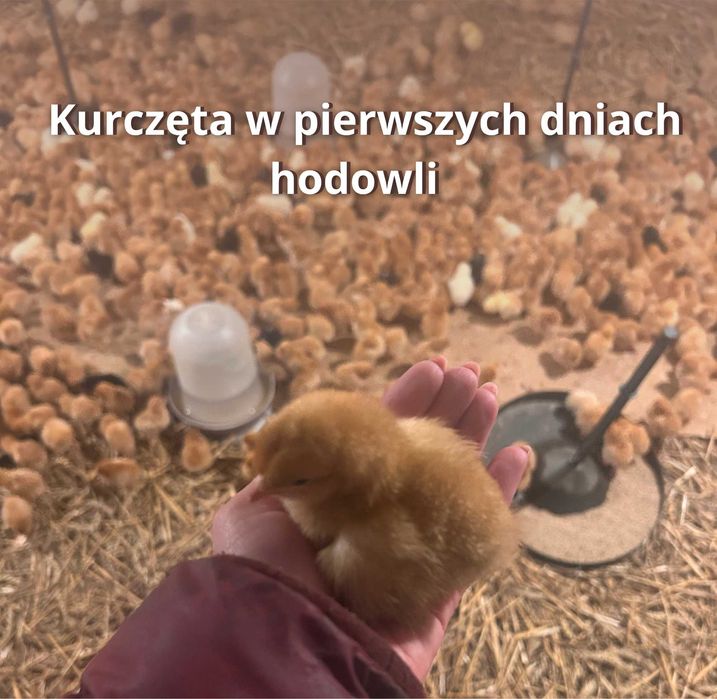 Kurki nioski, kury 6 tyg. odchowane, szczepione, dowóz Ferma Drozd