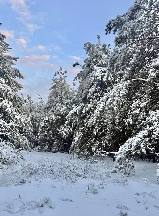 Земельна ділянка в лісі.Від 2 Га! Феневичі !