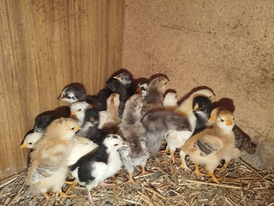 Продам 2хнедільних циплят