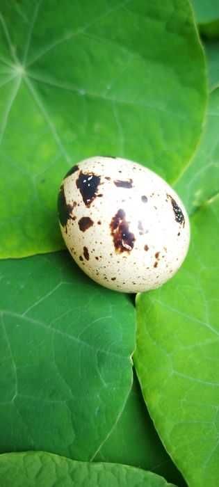 Ovos Codorniz Gigante galados...