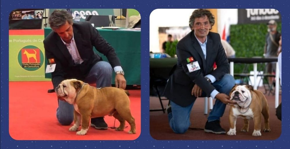 Bulldog Inglês -  com Lop, Afixo, garantia