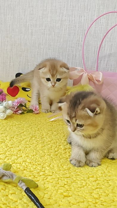 Висловухі і прямовухі золоті шиншили