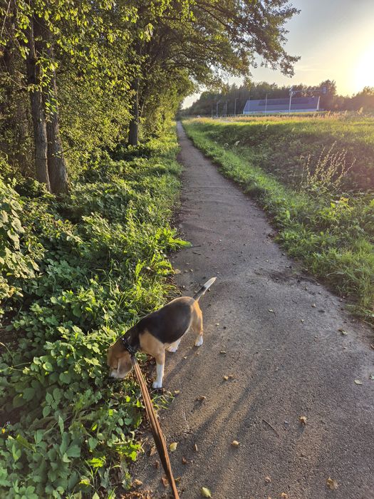 Oddam suczkę rasy beagle