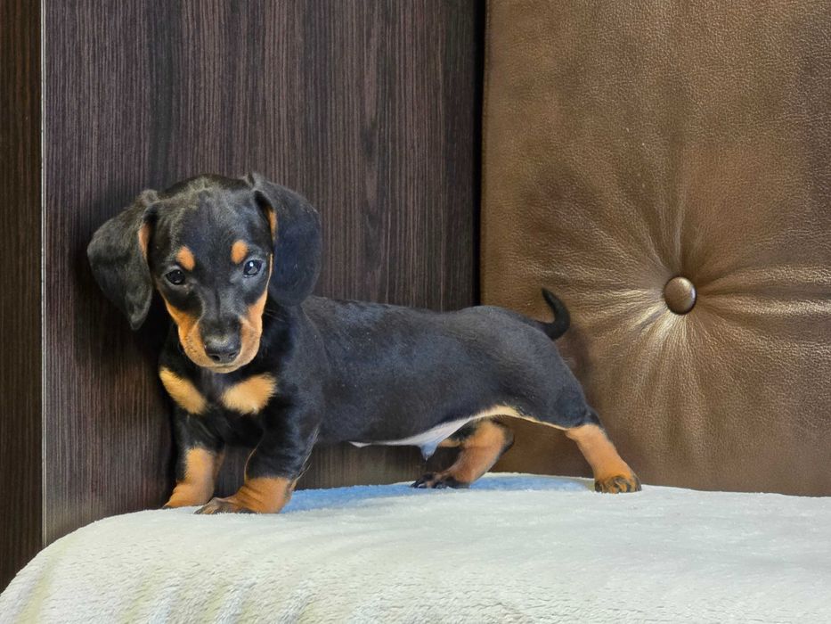 Jamnik miniaturowy piesek Black and Tan