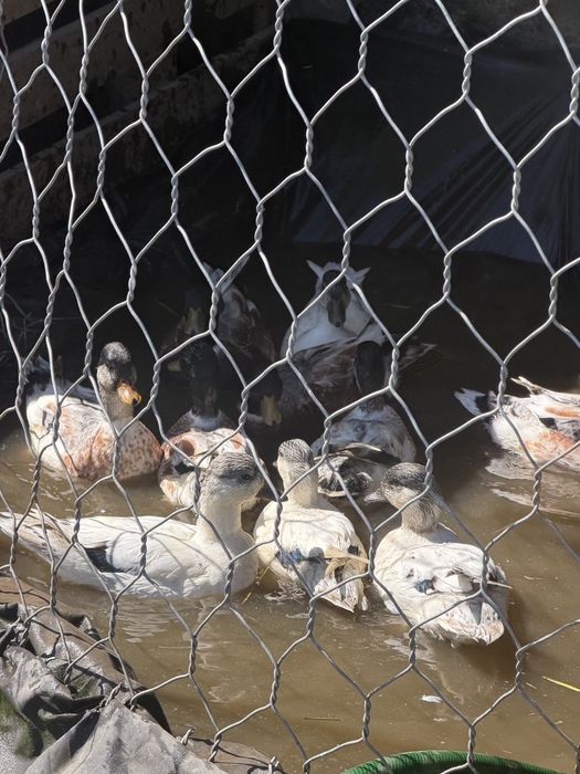 Vendo patos  mignon