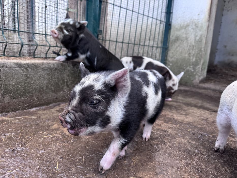 Porcos  raca kunekune
