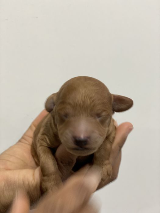 Lindo puppy de Caniche/Poodle medio procura novo dono!!!