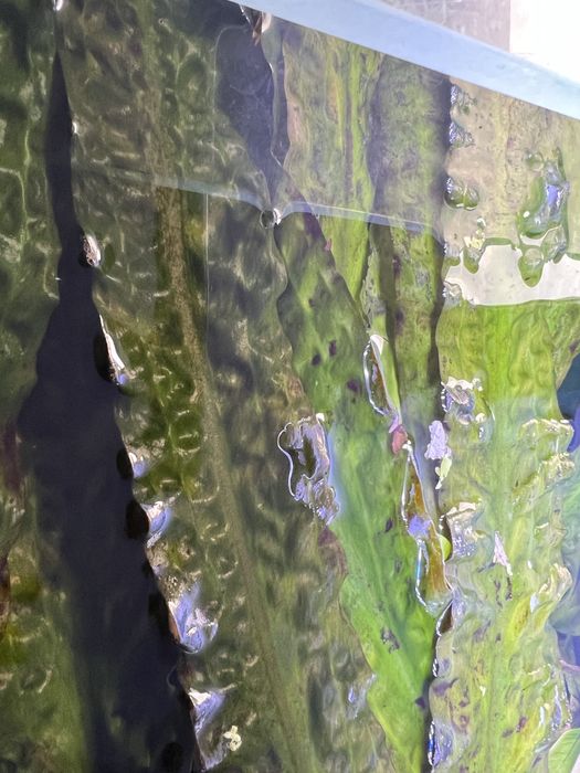 Kryptokoryna karbowana czerwona