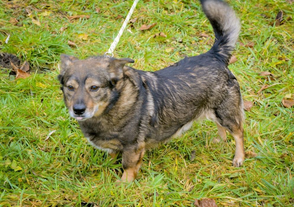 Mały przytulaśny psiak szuka domu