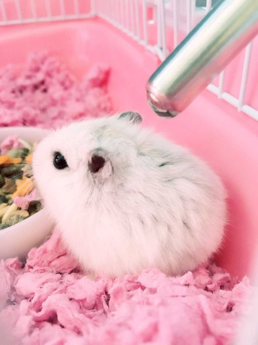 Роскошные джунгарские хомячки, белоснежного окраса, хомячата, хомяки