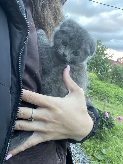 Британські кошенята | 2 хлопчики та 2 дівчинки | 1500 грн