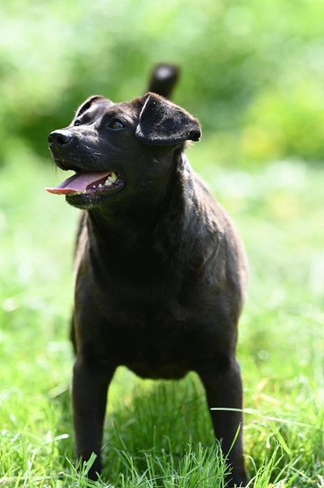 Śliczna Kama czeka na adopcje