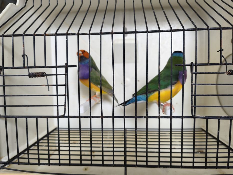 Casais diamante gould