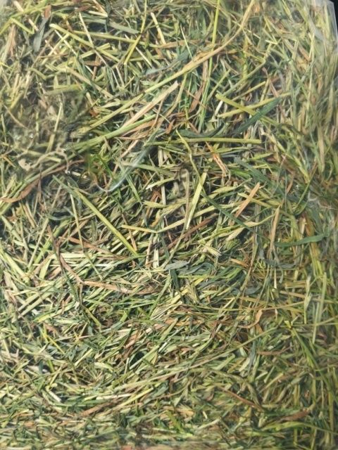 Oddam siano za darmo