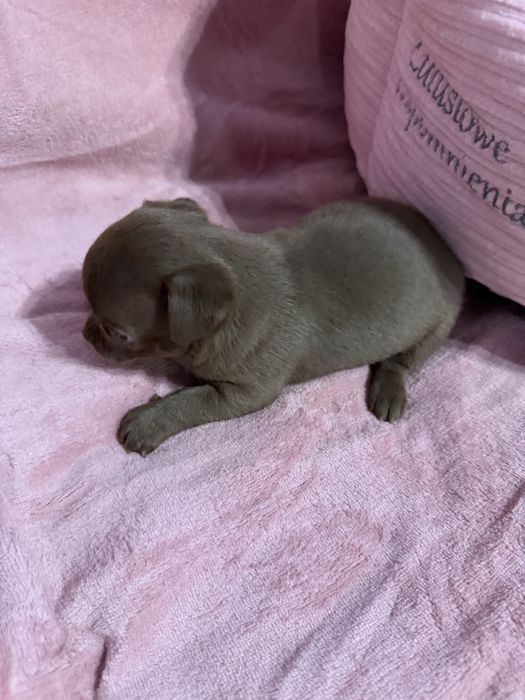 Dziewczynka chihuahua krótkowłosa