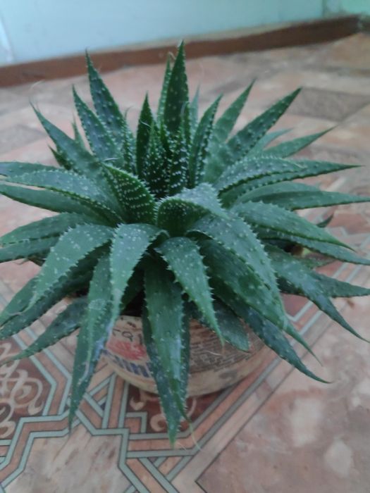 Алоє арістата сукуленти