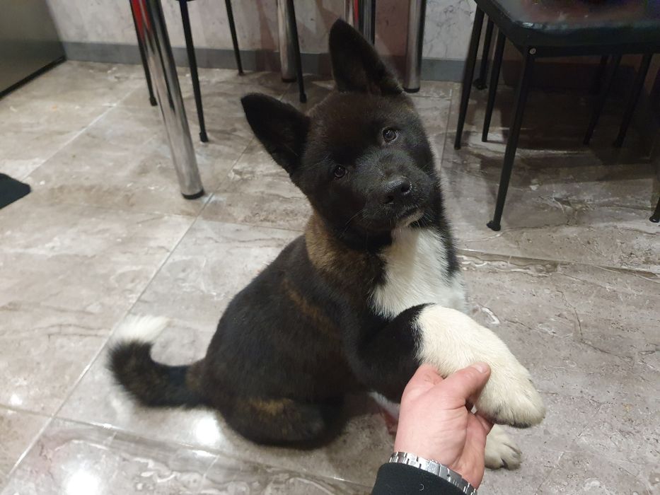 Akita Amerykańska Okazja