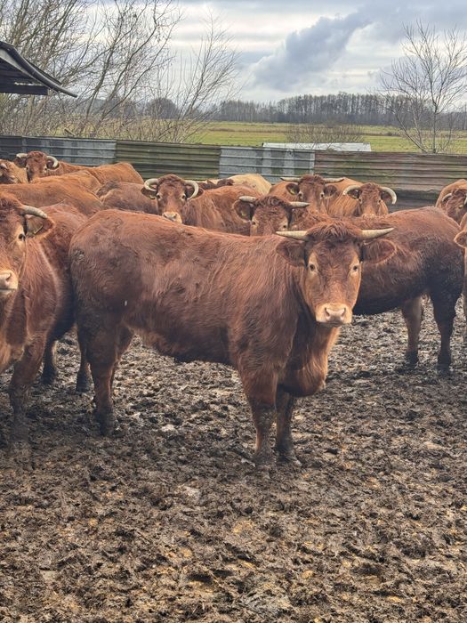 Sprzedam jałówki wysokocielne Limousine