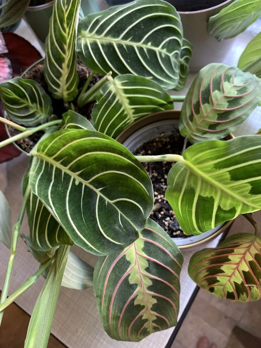 Maranta lemon lime i tricolor