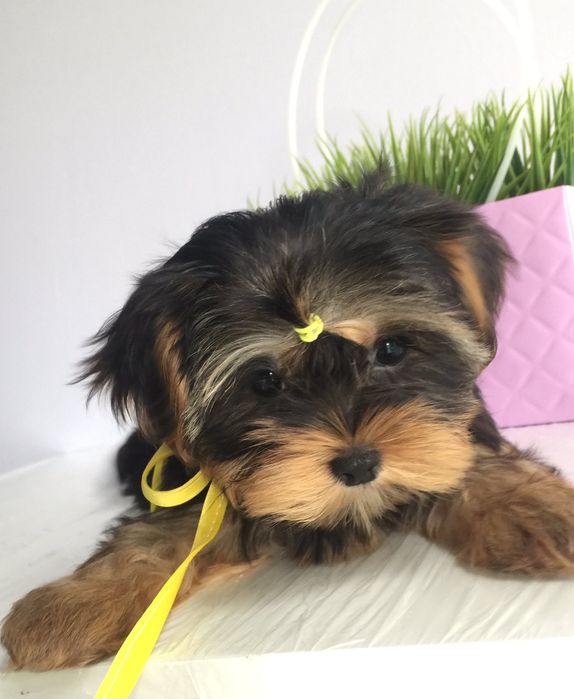 Йорки неймовірні