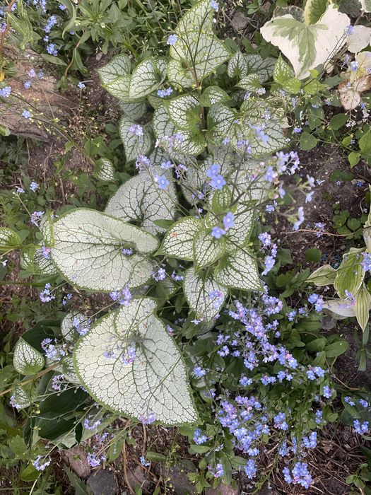 Dalie i byliny długo kwitnące