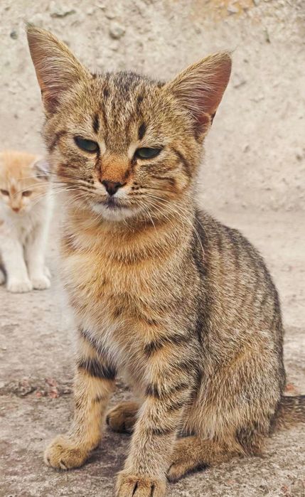 Котодітки шукають родини!