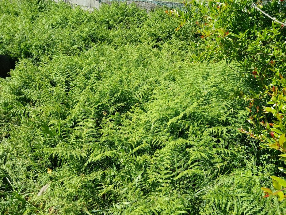 Serviços de Jardinagem