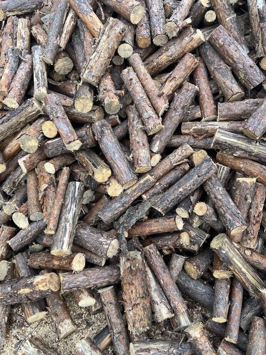 Galeziowka cięta czeremcha sosna