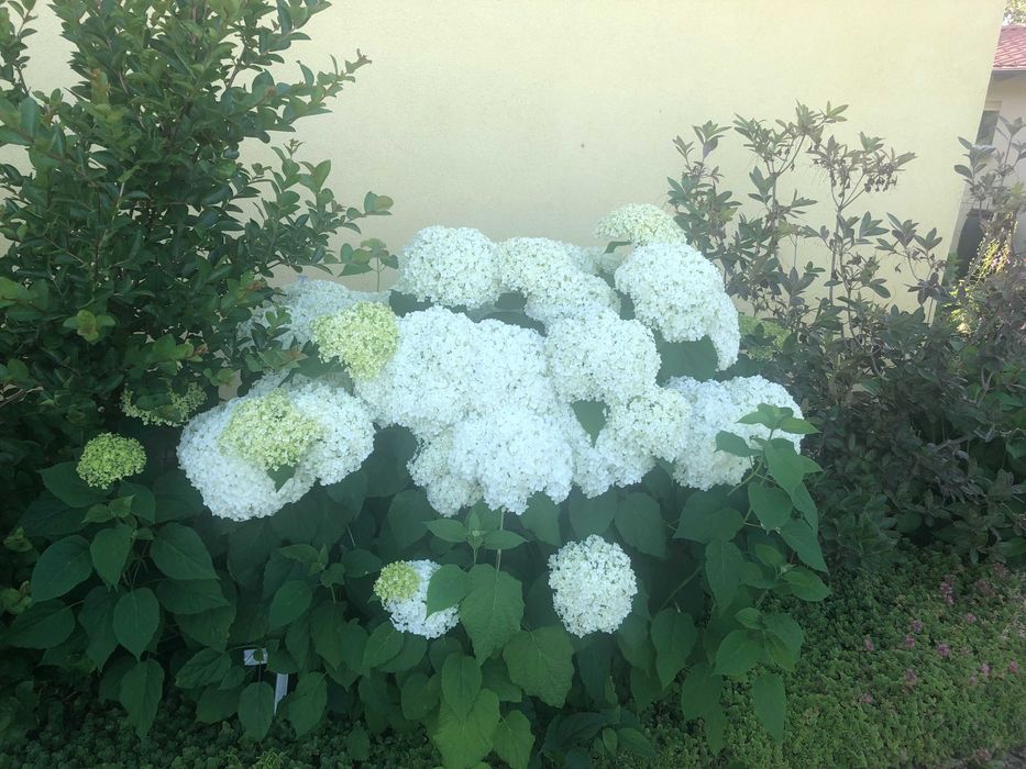 Krzewiasta Anabell nadwyżki z ogrodu 5 szt