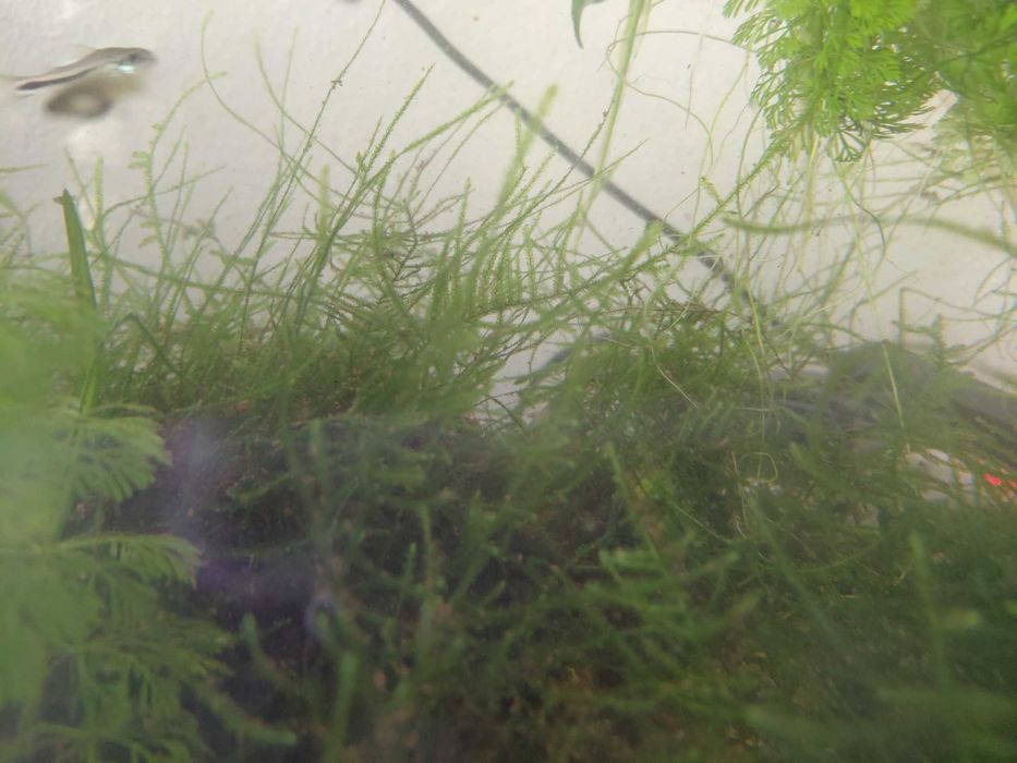 Planta aquatica musgo christmas