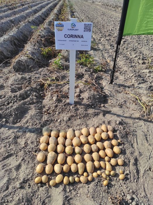 Насіннєва картопля рев'єра1 репродукція (насінка,)насінева