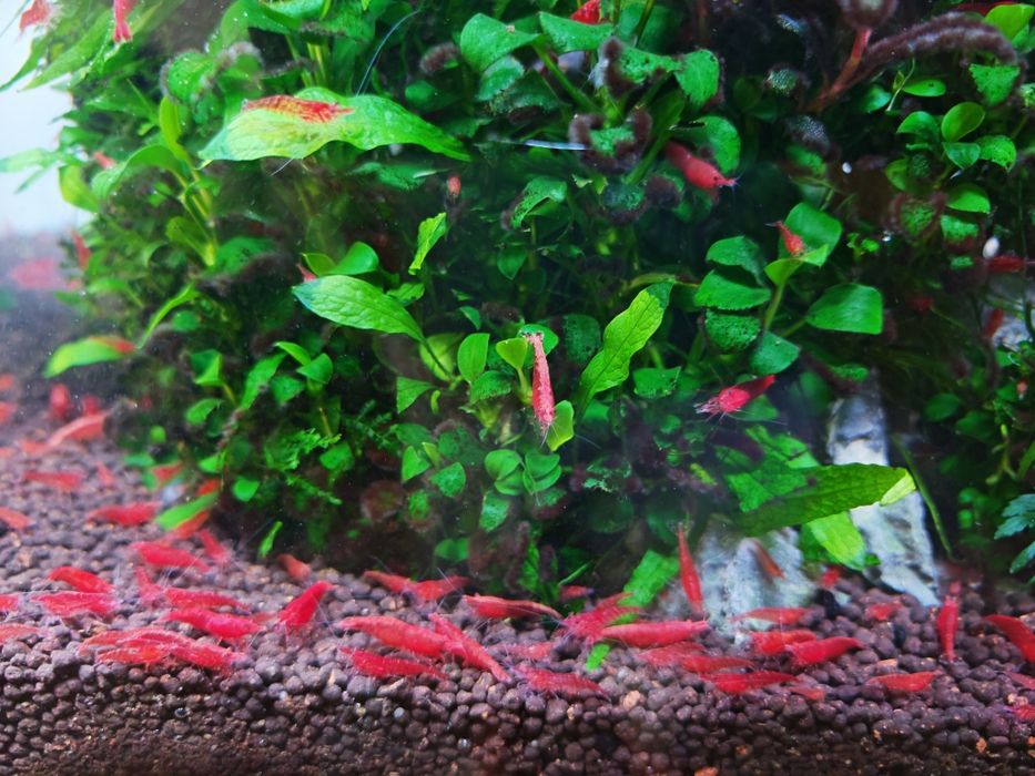 10 Camarão Red Cherry