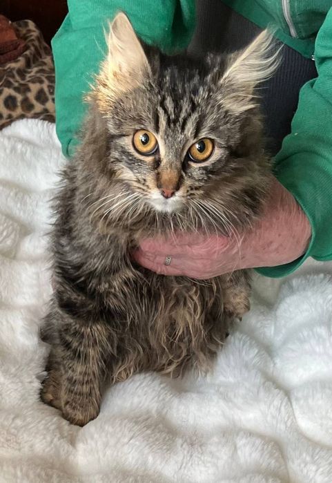 Отдам пушистую кошечку-подростка